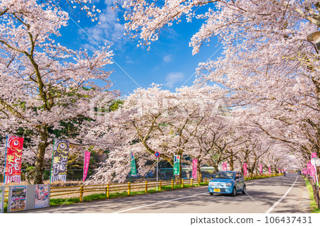 (Shizuoka Prefecture) Kawane Town Ieyama Sakura Tunnel on Kawane Sakura Street 106437431
