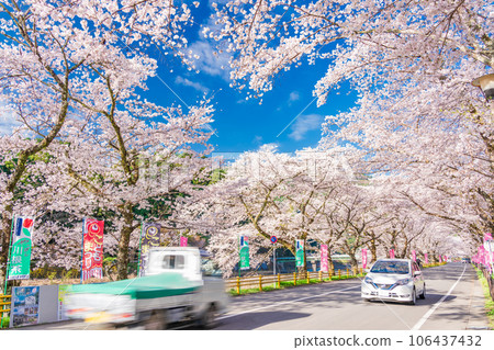 (Shizuoka Prefecture) Kawane Town Ieyama Sakura Tunnel on Kawane Sakura Street 106437432