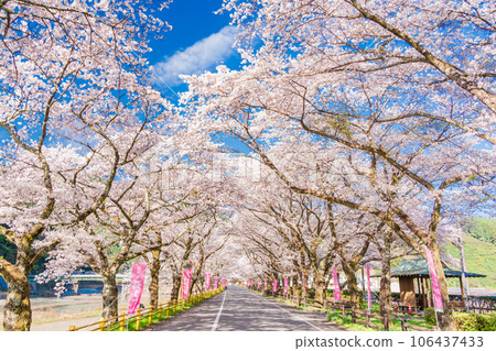 (Shizuoka Prefecture) Kawane Town Ieyama Sakura Tunnel on Kawane Sakura Street (Shizuoka Prefecture) Kawane Town Ieyama Sakura Tunnel on Kawane Sakura Street 106437433