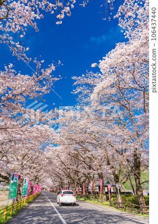 （靜岡縣）川根町/家山櫻花隧道川根櫻花街 106437440