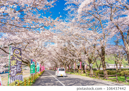 （靜岡縣）川根町/家山櫻花隧道川根櫻花街 106437442