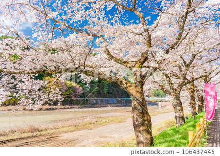 (靜岡縣)川根町/家山櫻花隧道川根櫻花街 (靜岡縣)川根町/家山櫻花隧道川根櫻花街 106437445