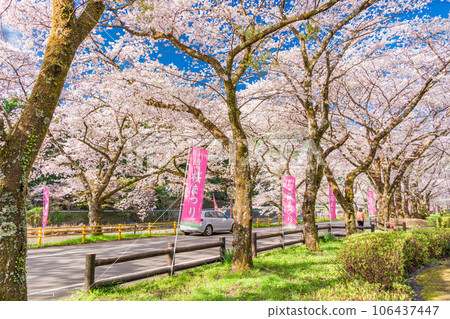 (Shizuoka Prefecture) Kawane Town Ieyama Sakura Tunnel on Kawane Sakura Street 106437447