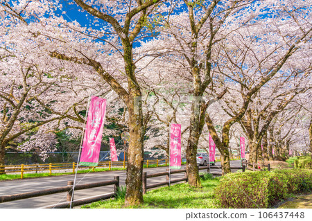 (Shizuoka Prefecture) Kawane Town Ieyama Sakura Tunnel on Kawane Sakura Street (Shizuoka Prefecture) Kawane Town Ieyama Sakura Tunnel on Kawane Sakura Street 106437448
