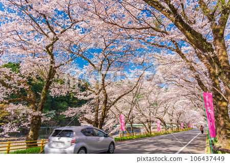 (Shizuoka Prefecture) Kawane Town Ieyama Sakura Tunnel on Kawane Sakura Street (Shizuoka Prefecture) Kawane Town Ieyama Sakura Tunnel on Kawane Sakura Street 106437449