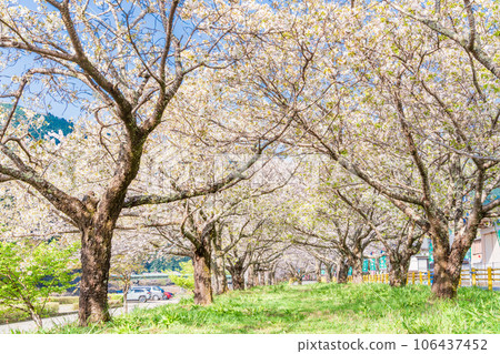 (靜岡縣)川根町/家山櫻花隧道川根櫻花街 (靜岡縣)川根町/家山櫻花隧道川根櫻花街 106437452