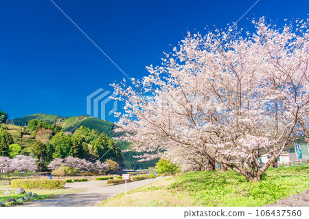 (Shizuoka Prefecture) Cherry blossoms along the riverbed of the Ieyama River in Kawane Town 106437560