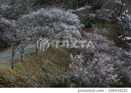 在Sakurayama公園的冬天櫻桃樹 在Sakurayama公園的冬天櫻桃樹 106438281