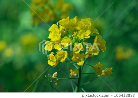 油菜花特寫 106438858