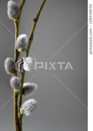 branch, blossom, flower 106439050