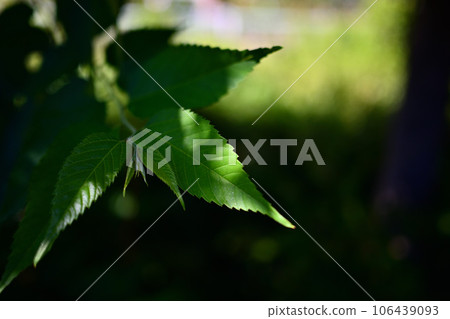 Light shining on fresh green leaves 106439093