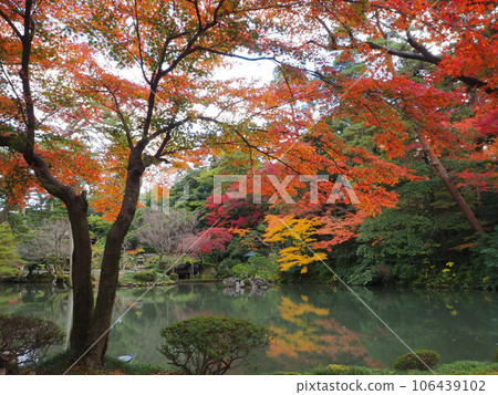 Beautiful autumn leaves by the pond 106439102