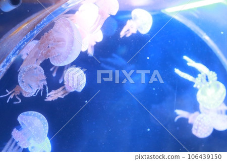 Jellyfish floating in the water tank 106439150