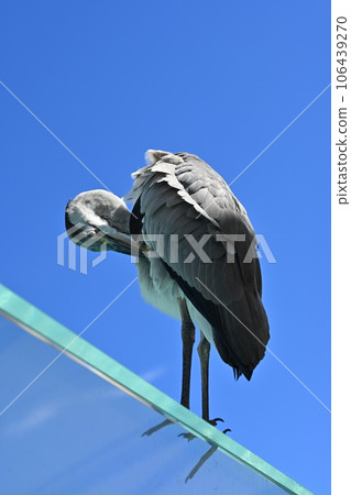 A sleeping heron 106439270