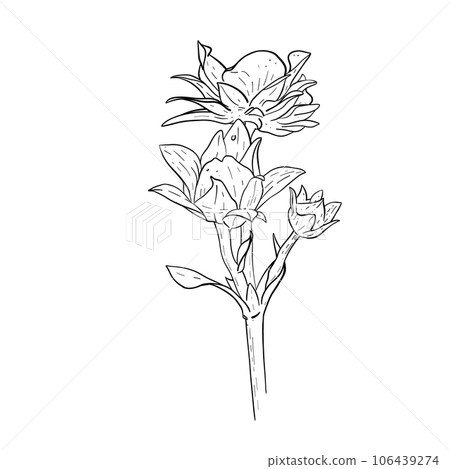 Vector floral elements of strawberry flowers and leaves. Hand drawn sketch of flowering strawberry plant. Vector outline of strawberry flowers and leaves. Hand drawn sketch of flowering strawberry Vector floral elements of strawberry flowers and leaves. Hand drawn sketch of flowering strawberry plant. Vector outline of strawberry flowers and leaves. Hand drawn sketch of flowering strawberry 106439274