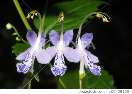 Caliphone花 106439509