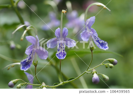 Caliphone花 Caliphone花 106439565