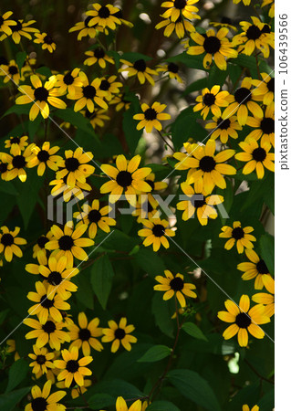 快照：夏天的向島百花園 - 在夏末的炎熱中漫步（Spermia japonica） 106439566