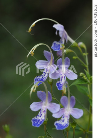 Flowers of Caliphone Flowers of Caliphone 106439618
