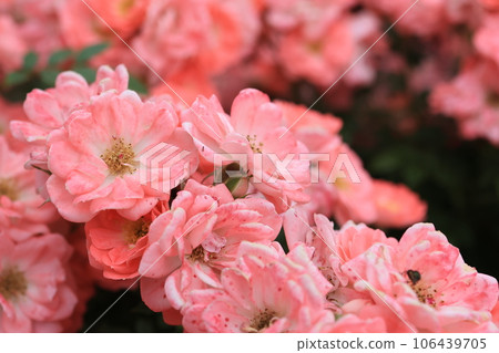 粉色玫瑰花朵 粉色玫瑰花朵 106439705