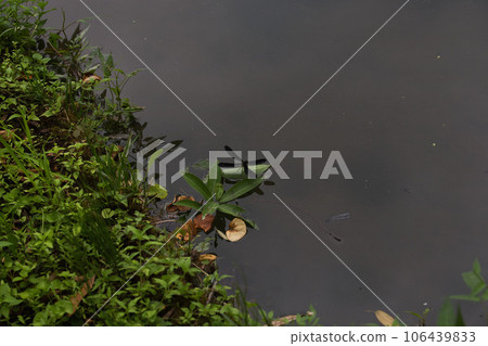 夏末的福井縣綠色中心 夏末的福井縣綠色中心 106439833