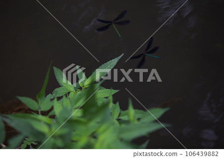 夏末的福井縣綠色中心 106439882