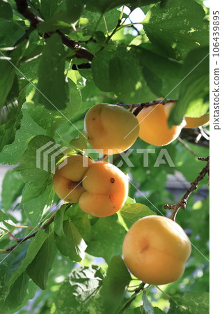 Colored apricot fruit 106439895