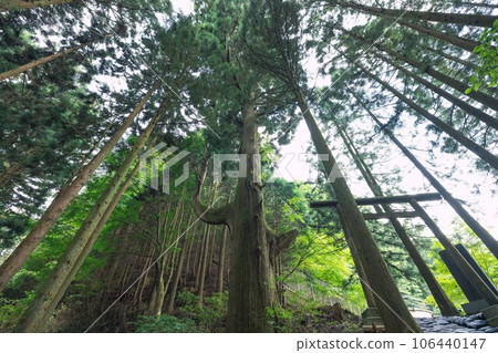 筆直伸展,彷彿要刺穿天空的天狗坐杉 筆直伸展,彷彿要刺穿天空的天狗坐杉 106440147