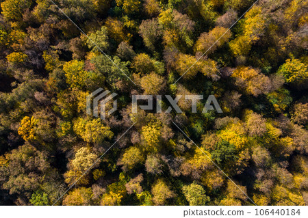 Aerial view of forest canopy in the autumn 106440184