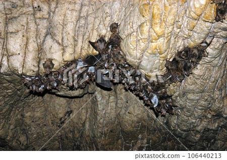 Group of sleeping bats colony in a cave 106440213