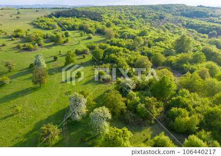 Aerial view of vibrant green pasture and forest in the spring 106440217