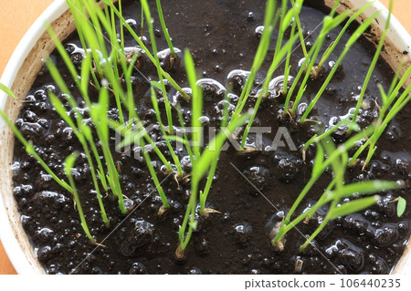 germinated rice seedlings 106440235
