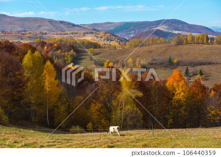 Cow grazing on meadow 106440359