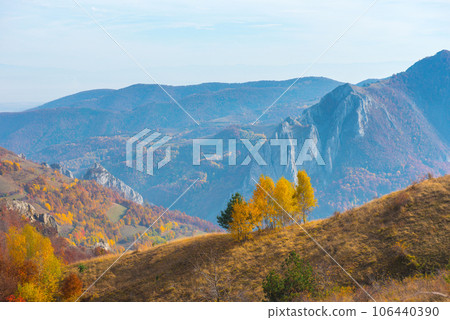 Birch trees in the autumn 106440390