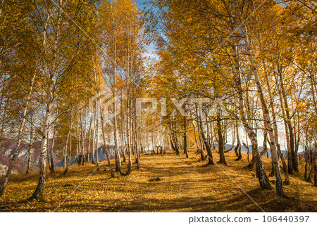 Birch trees in the autumn 106440397