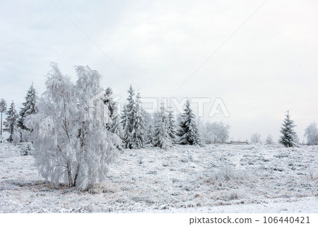 Winter trees covered with hoarfrost Winter trees covered with hoarfrost 106440421