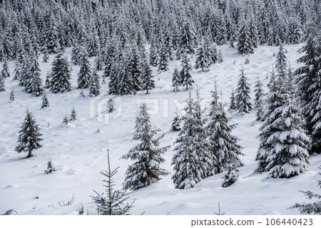 Winter wonderland forest 106440423