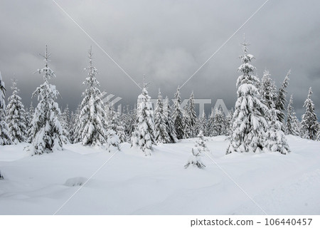 Christmas background with snowy fir trees 106440457