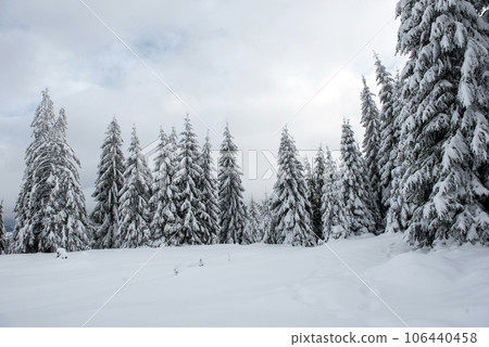 Winter trees covered with fresh snow 106440458