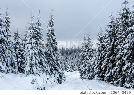 Winter trees covered with fresh snow 106440459