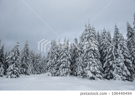 Fairy winter landscape with fir trees 106440494