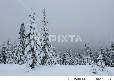 Fairy winter landscape with fir trees Fairy winter landscape with fir trees 106440495