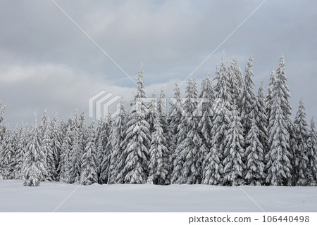 Trees covered with hoarfrost and snow 106440498