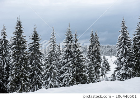 Fairy winter landscape with fir trees Fairy winter landscape with fir trees 106440501