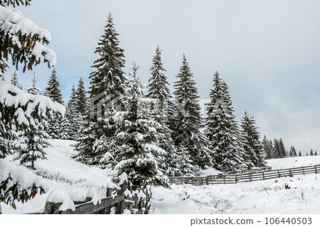 Fairy winter landscape with fir trees Fairy winter landscape with fir trees 106440503