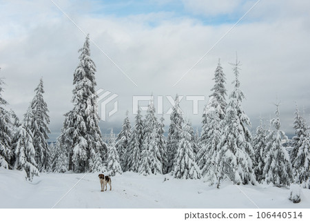 Trees covered with hoarfrost and snow Trees covered with hoarfrost and snow 106440514