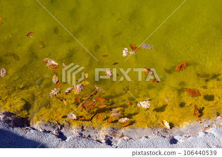 Leaf floating on toxic waste water Leaf floating on toxic waste water 106440539