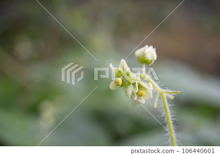 外來入侵物種/百合花特寫,十月 外來入侵物種/百合花特寫,十月 106440601