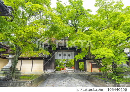 Imamiya Shrine's east gate surrounded by bright blue maple leaves (Imamiya-cho, Murasakino, Kita-ku, Kyoto) Imamiya Shrine's east gate surrounded by bright blue maple leaves (Imamiya-cho, Murasakino, Kita-ku, Kyoto) 106440696