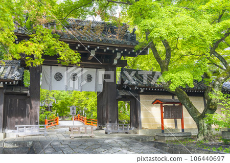 今宮神社東門被鮮豔的藍色楓葉覆蓋（京都市北區四野今宮町） 106440697